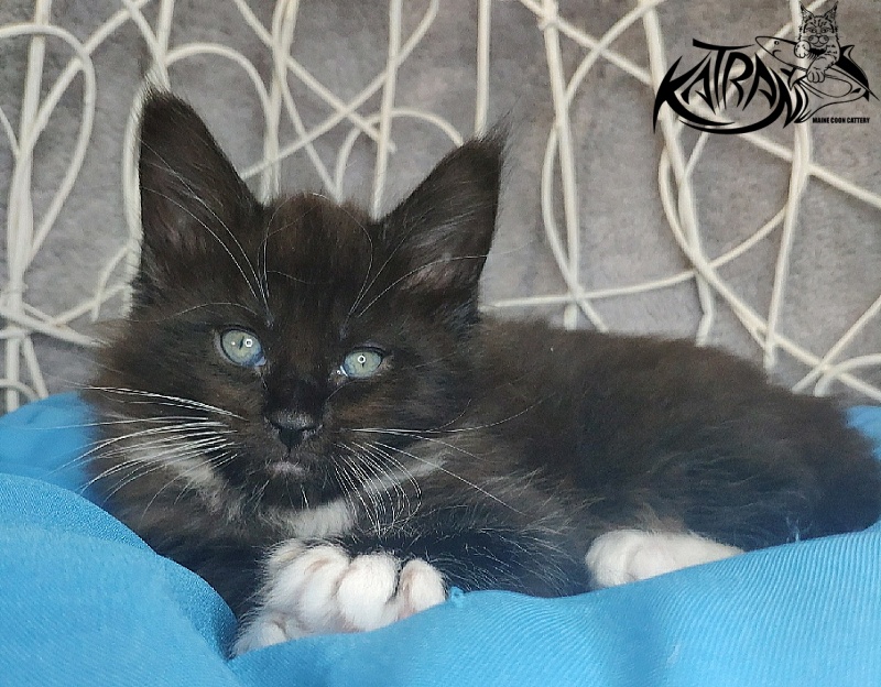 Katran Kilroy - Кошеня мейн-кун 1 місяць 1,5 тиждень