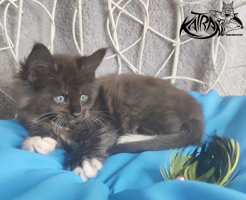 Katran Kilroy - Кошеня мейн-кун 1 місяць 1,5 тиждень