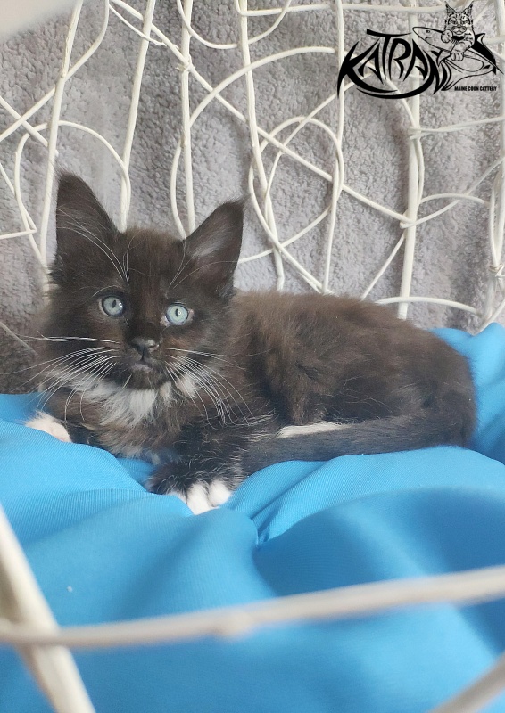 Katran Kilroy - Кошеня мейн-кун 1 місяць 1,5 тиждень