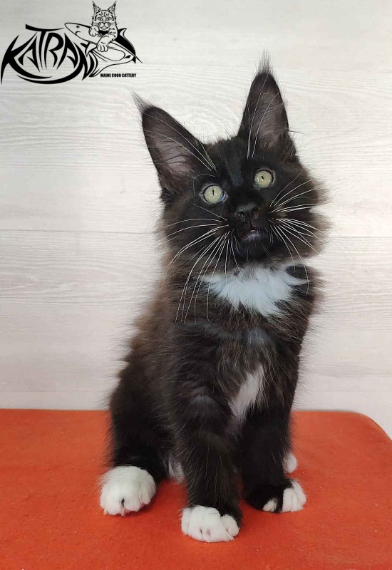 Katran Kilroy - Кошеня мейн-кун 2 місяця