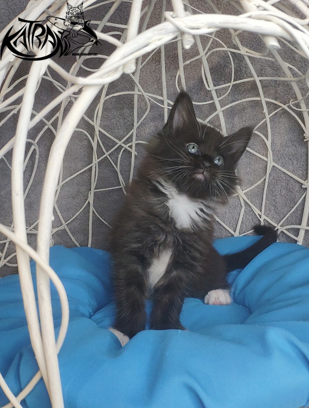 Katran Kilroy - Кошеня мейн-кун 1 місяць 1,5 тиждень