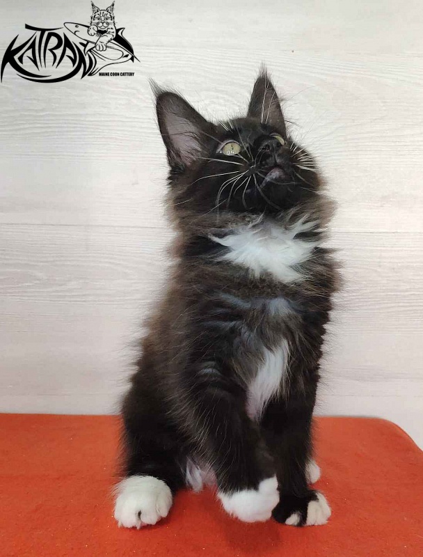 Katran Kilroy - Кошеня мейн-кун 2 місяця