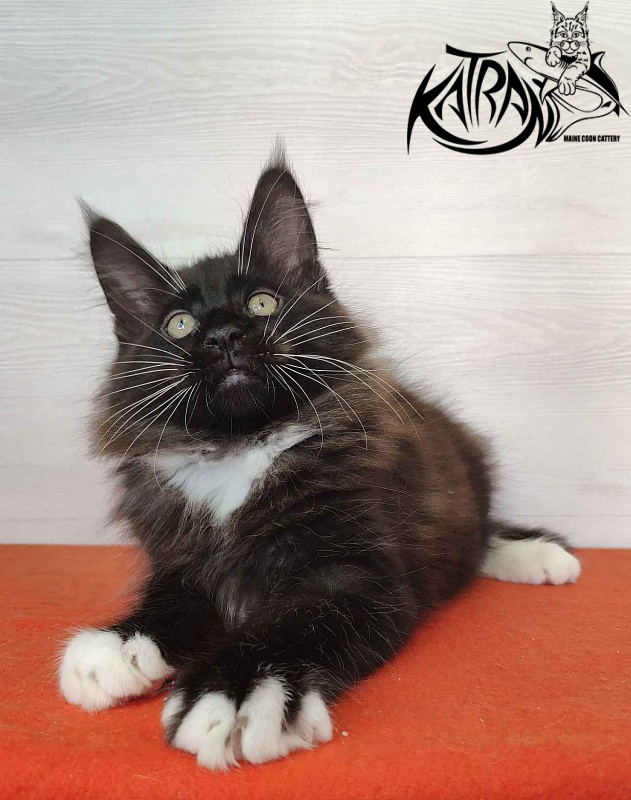 Katran Kilroy - Кошеня мейн-кун 2 місяця
