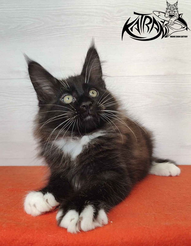 Katran Kilroy - Кошеня мейн-кун 2 місяця