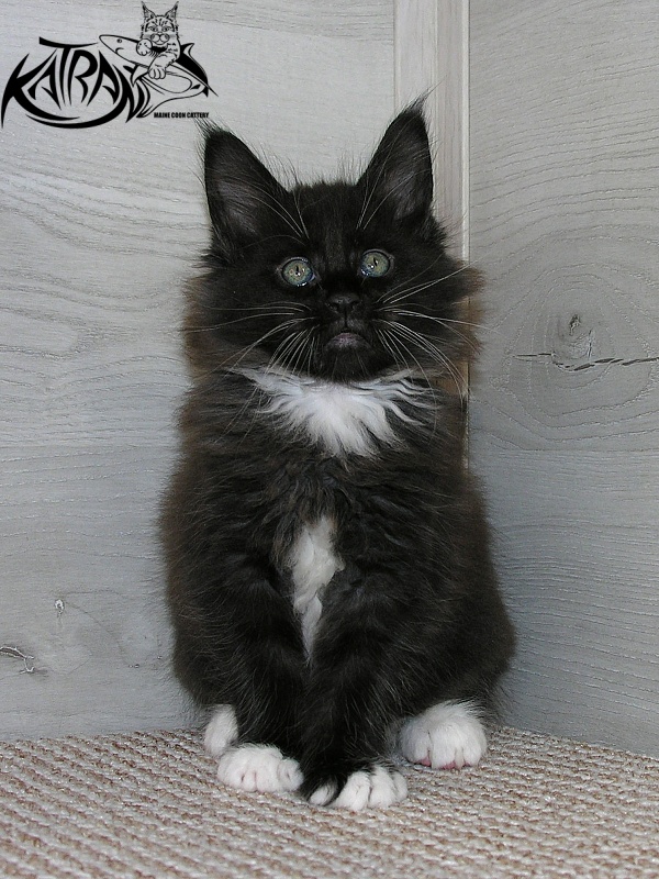 Katran Kilroy - Кошеня мейн-кун 1 місяць 2,5 тижні