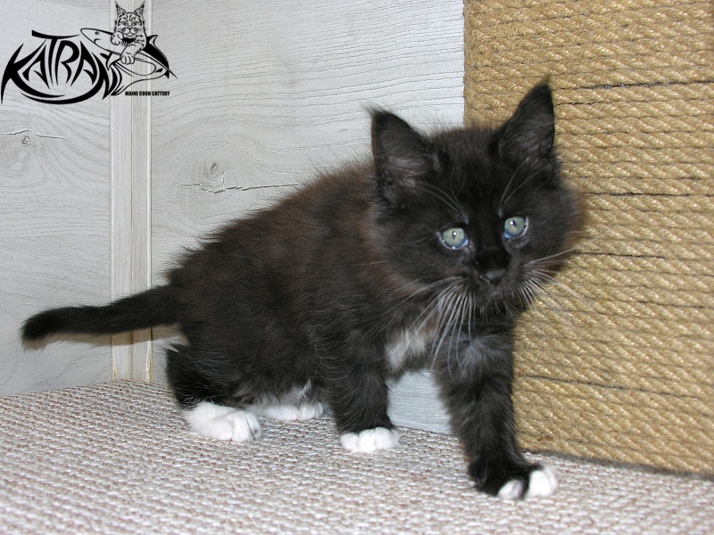 Katran Kilroy - Кошеня мейн-кун 1 місяць 2,5 тижні
