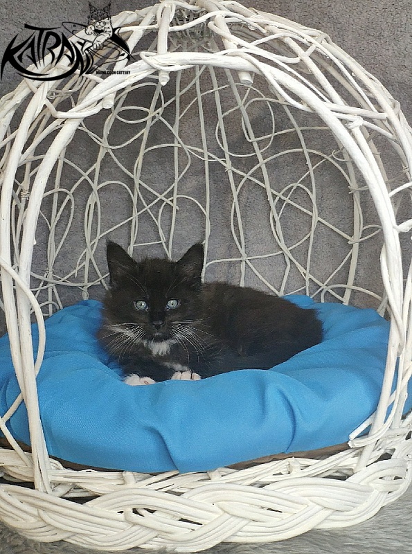 Katran Kilroy - Кошеня мейн-кун 1 місяць 1,5 тиждень