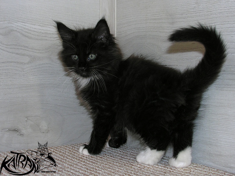Katran Kilroy - Кошеня мейн-кун 1 місяць 2,5 тижні