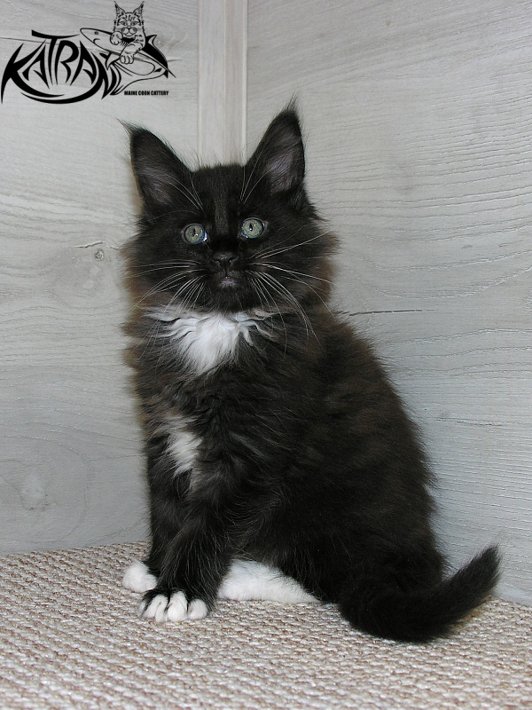 Katran Kilroy - Кошеня мейн-кун 1 місяць 2,5 тижні