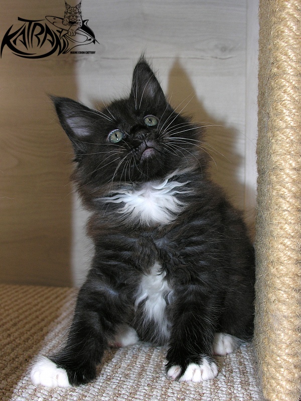 Katran Kilroy - Кошеня мейн-кун 1 місяць 2,5 тижні