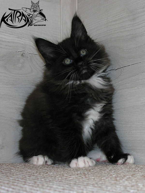 Katran Kilroy - Кошеня мейн-кун 1 місяць 2,5 тижні