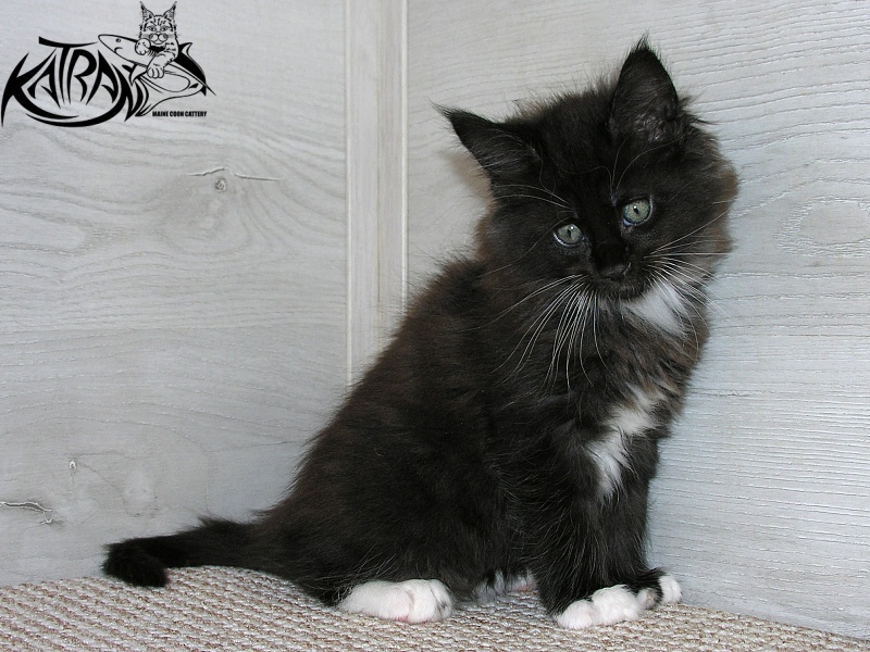 Katran Kilroy - Кошеня мейн-кун 1 місяць 2,5 тижні