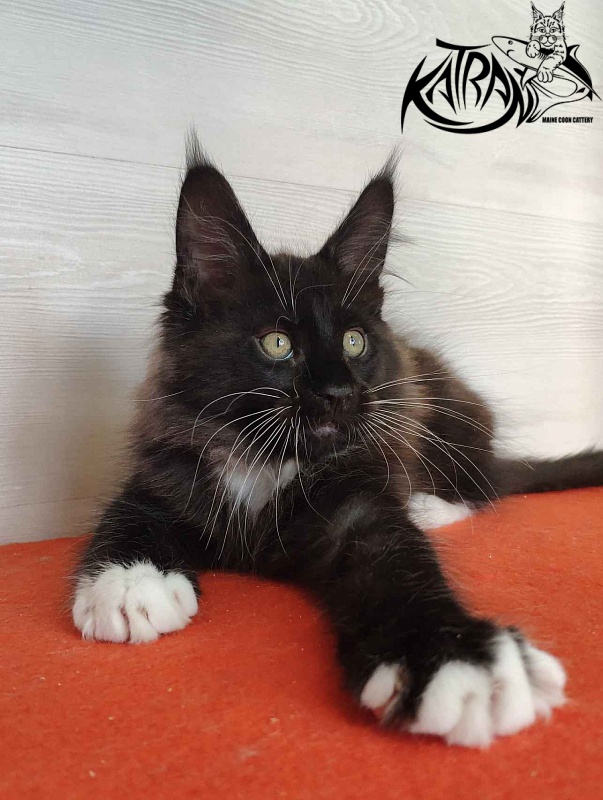 Katran Kilroy - Кошеня мейн-кун 2 місяця