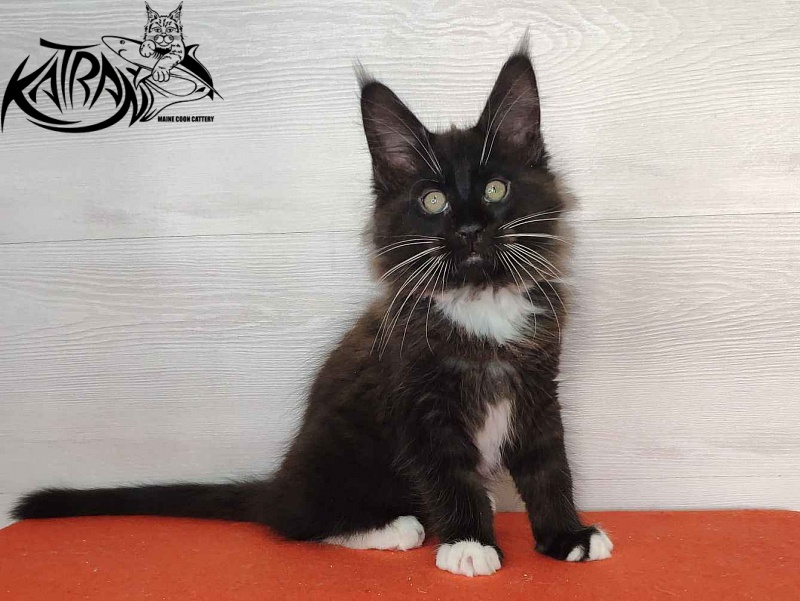 Katran Kilroy - Кошеня мейн-кун 2 місяця