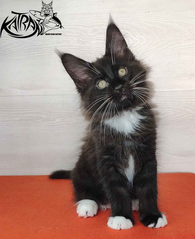 Katran Kilroy - Кошеня мейн-кун 2 місяця