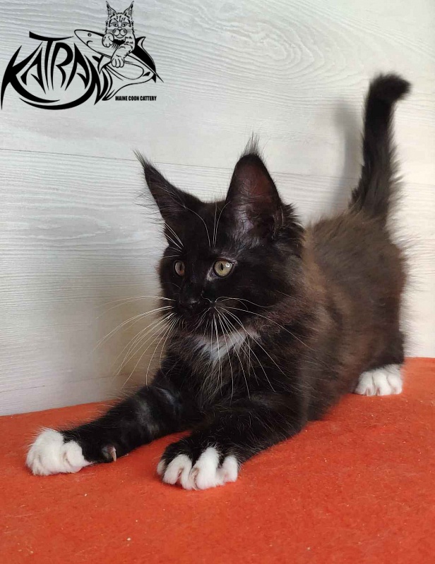 Katran Kilroy - Кошеня мейн-кун 2 місяця