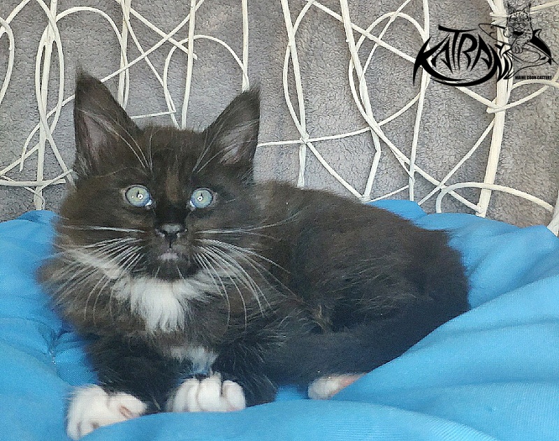 Katran Kilroy - Кошеня мейн-кун 1 місяць 1,5 тиждень