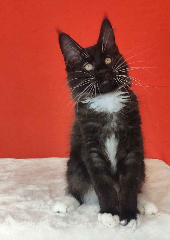 Katran Kilroy - Кошеня мейн-кун 3 місяця