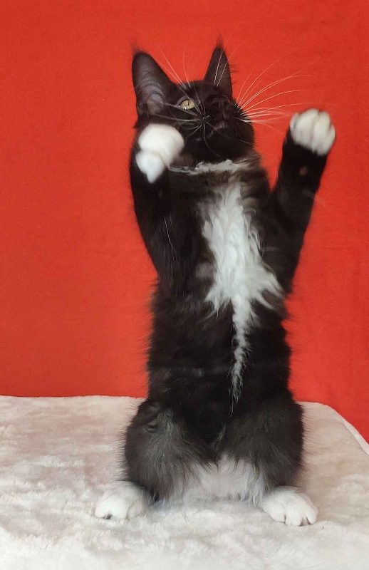 Katran Kilroy - Кошеня мейн-кун 3 місяця