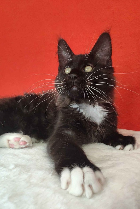 Katran Kilroy - Кошеня мейн-кун 3 місяця