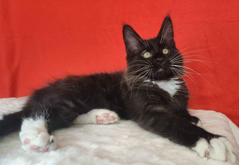 Katran Kilroy - Кошеня мейн-кун 3 місяця