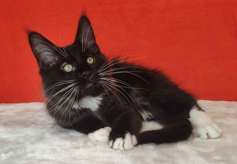 Katran Kilroy - Кошеня мейн-кун 3 місяця