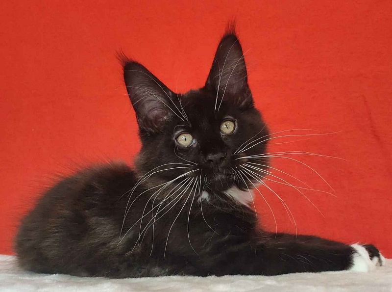 Katran Kilroy - Кошеня мейн-кун 3 місяця