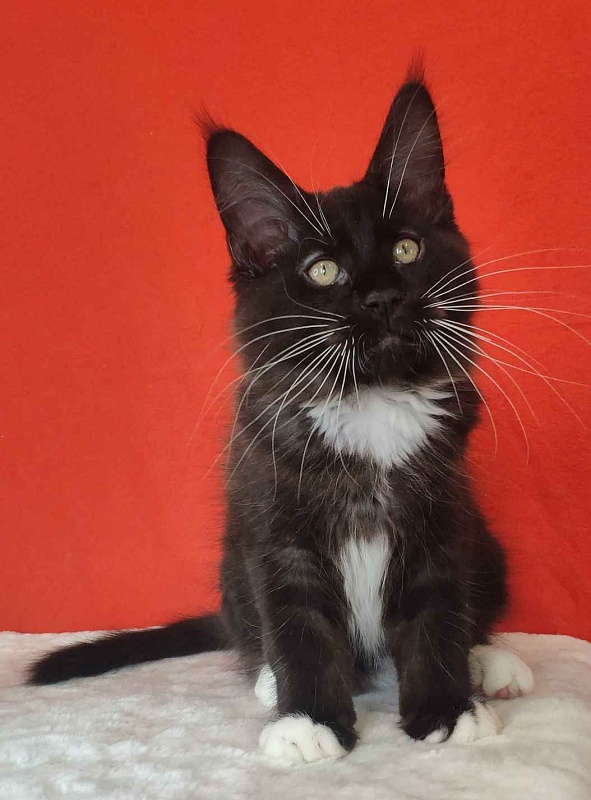 Katran Kilroy - Кошеня мейн-кун 3 місяця