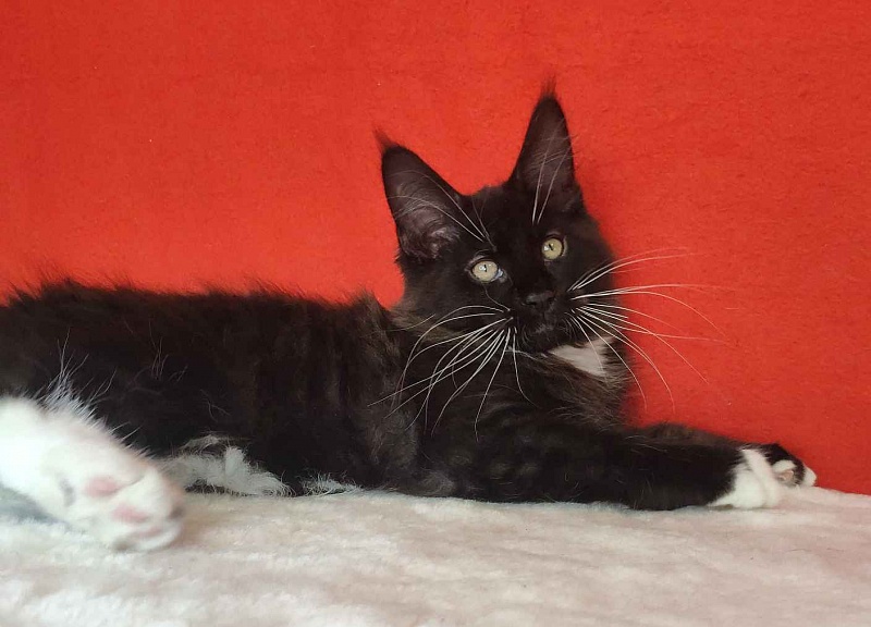 Katran Kilroy - Кошеня мейн-кун 3 місяця