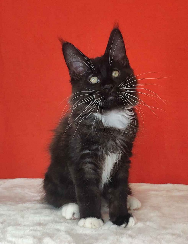 Katran Kilroy - Кошеня мейн-кун 3 місяця