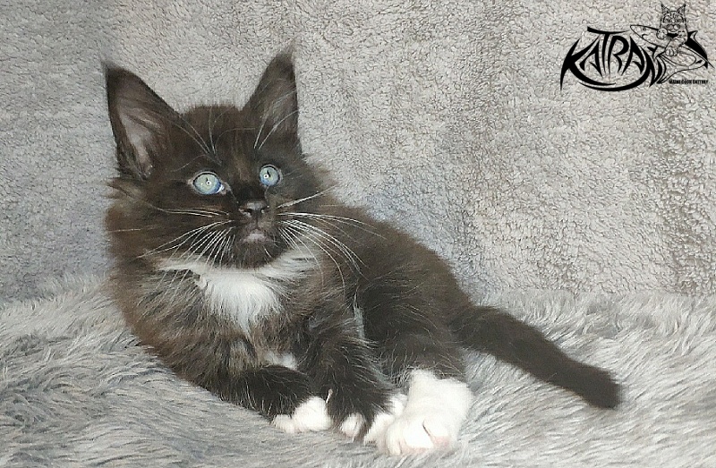 Katran Kilroy - Кошеня мейн-кун 1 місяць 1,5 тиждень