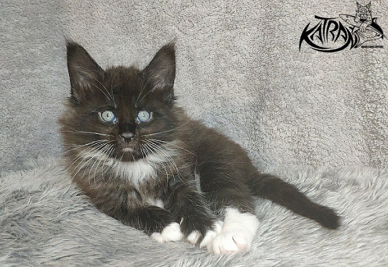 Katran Kilroy - Кошеня мейн-кун 1 місяць 1,5 тиждень