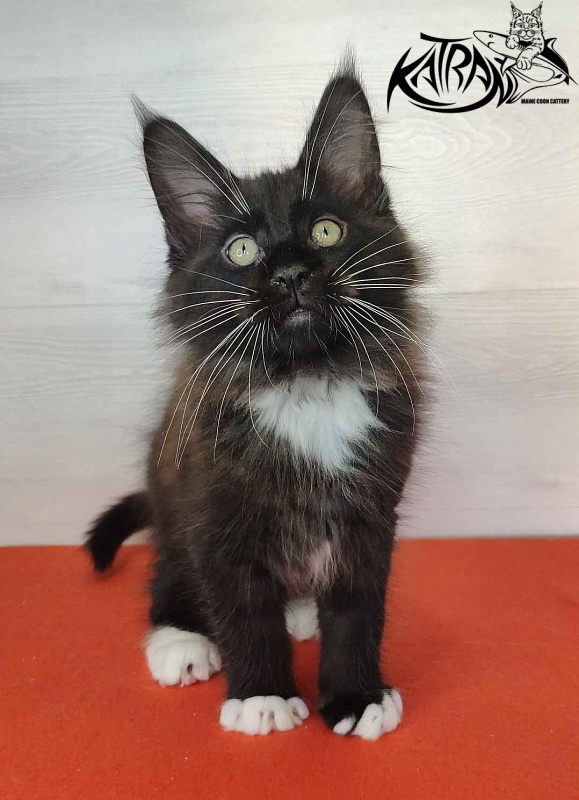 Katran Kilroy - Кошеня мейн-кун 2 місяця