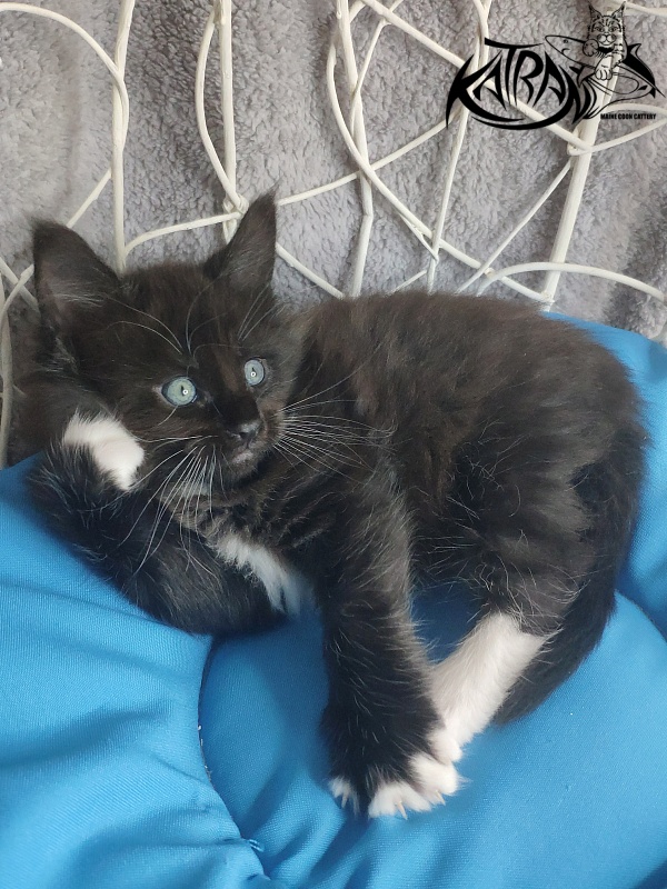 Katran Kilroy - Кошеня мейн-кун 1 місяць 1,5 тиждень