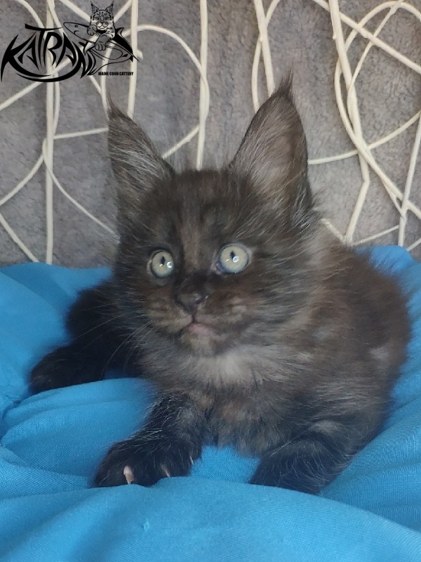 Katran Kolt - Kitten maine-coon 1 month 1.5 week