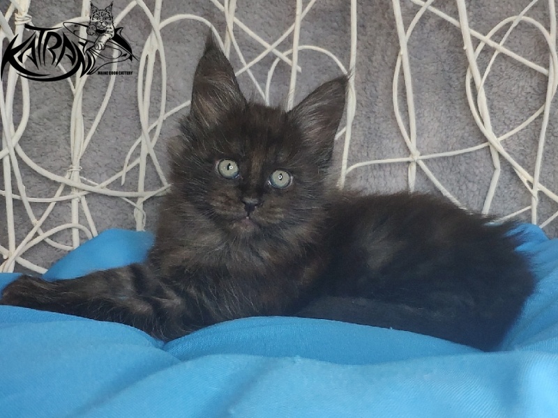 Katran Kolt - Kitten maine-coon 1 month 1.5 week