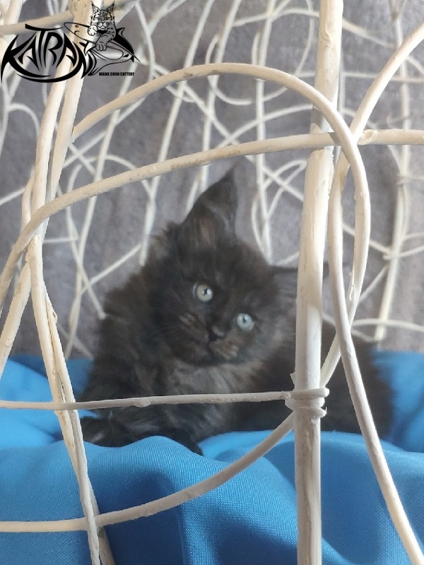 Katran Kolt - Kitten maine-coon 1 month 1.5 week