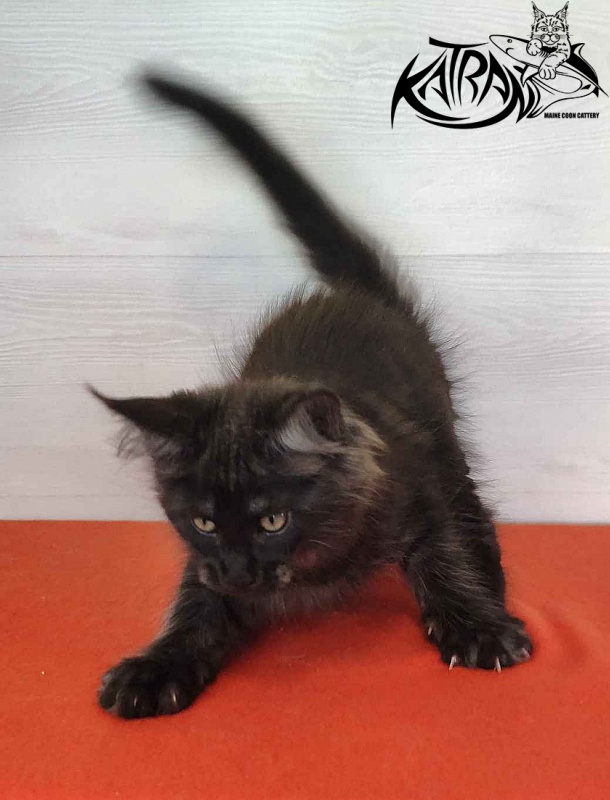 Katran Kolt - Kitten maine-coon 2 months