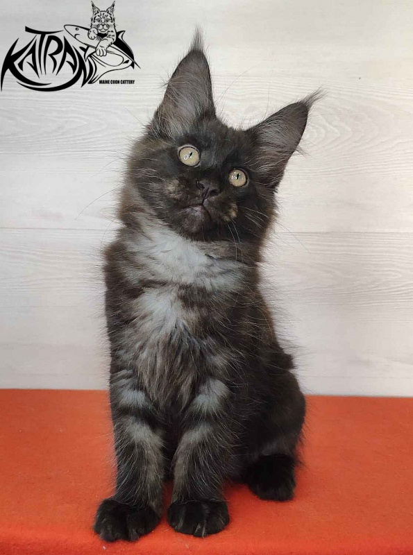 Katran Kolt - Kitten maine-coon 2 months