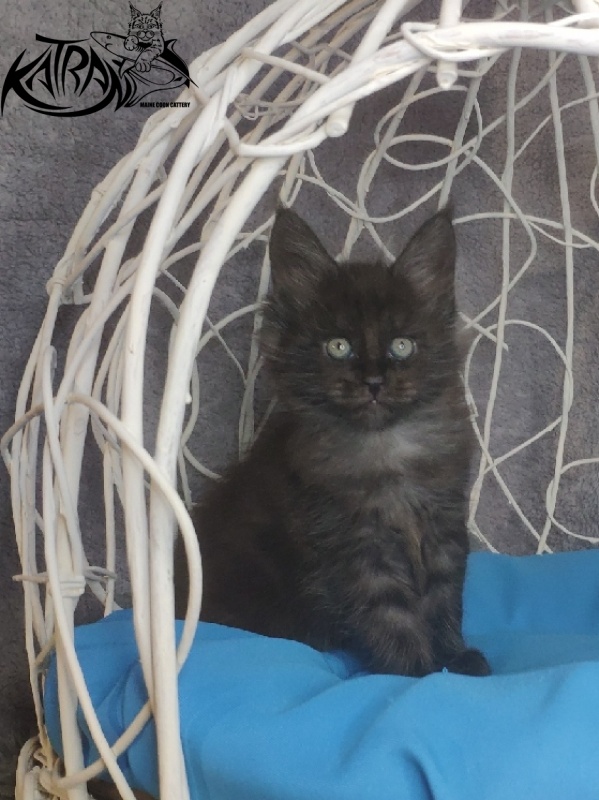 Katran Kolt - Kitten maine-coon 1 month 1.5 week