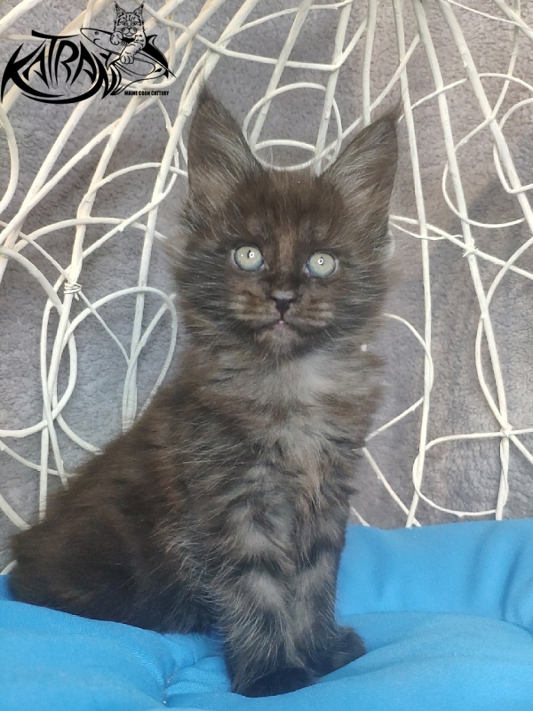 Katran Kolt - Kitten maine-coon 1 month 1.5 week