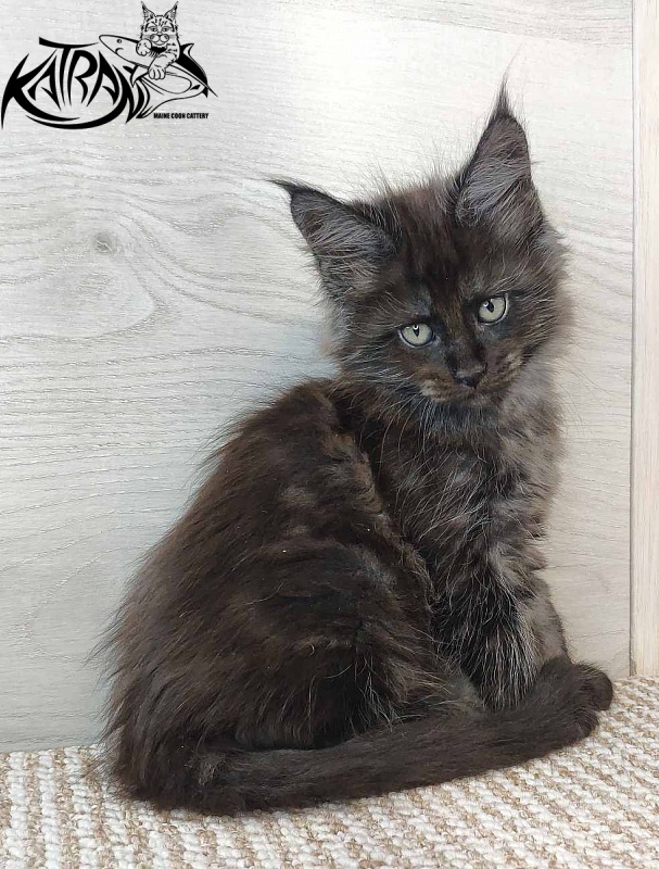 Katran Kolt - Kitten maine-coon 1 month 2.5 weeks