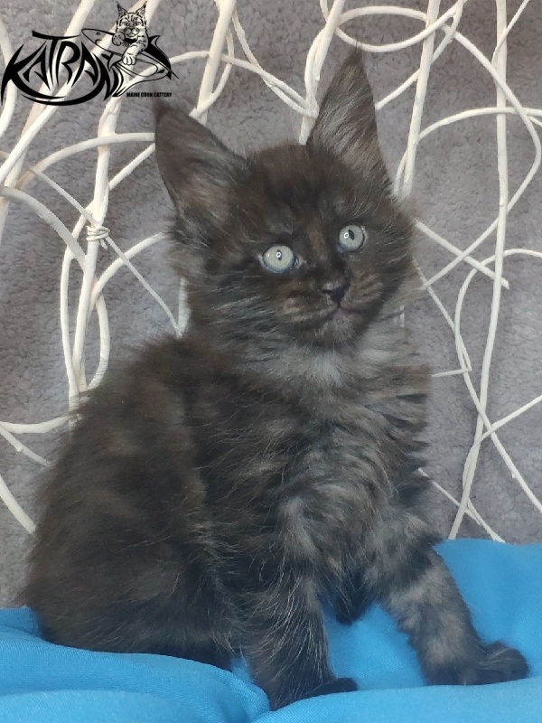 Katran Kolt - Kitten maine-coon 1 month 1.5 week
