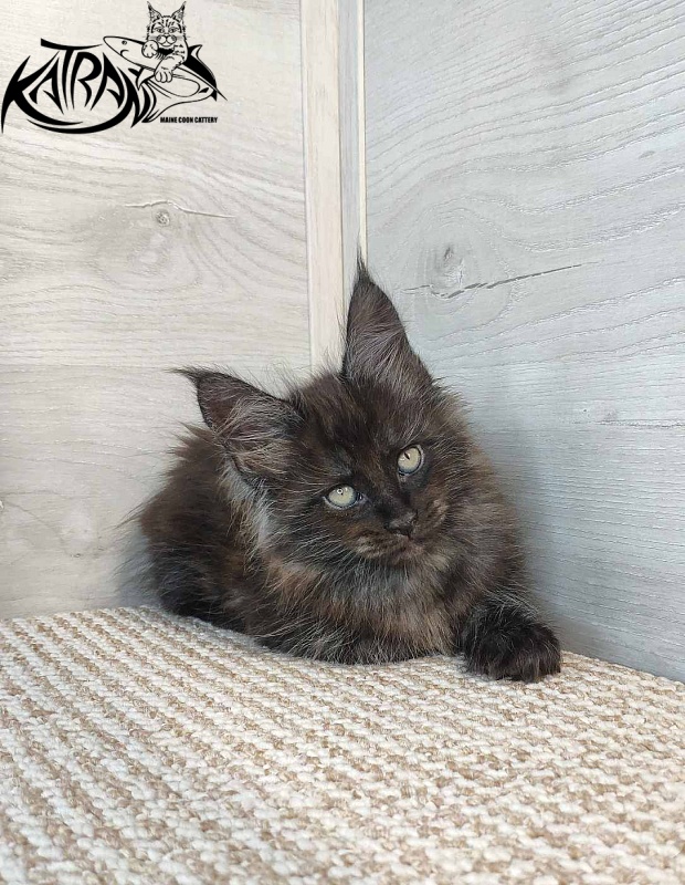 Katran Kolt - Kitten maine-coon 1 month 2.5 weeks
