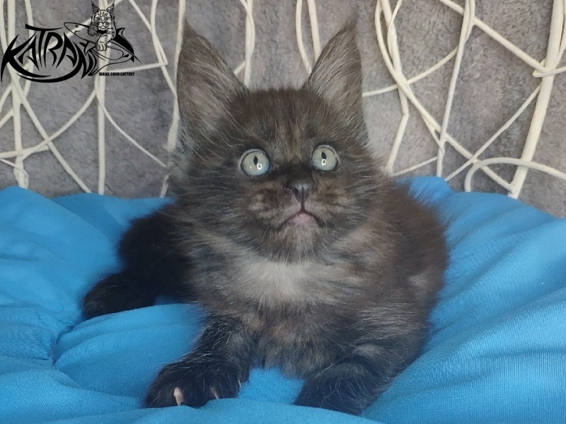 Katran Kolt - Kitten maine-coon 1 month 1.5 week