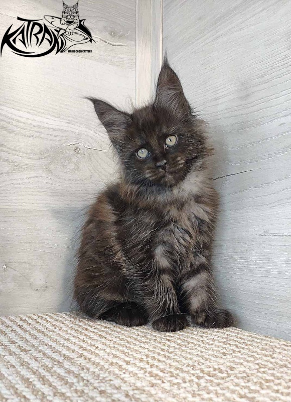 Katran Kolt - Kitten maine-coon 1 month 2.5 weeks