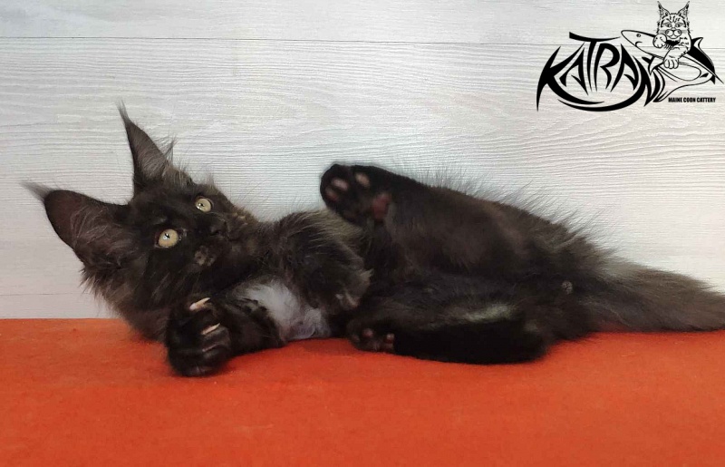 Katran Kolt - Kitten maine-coon 2 months