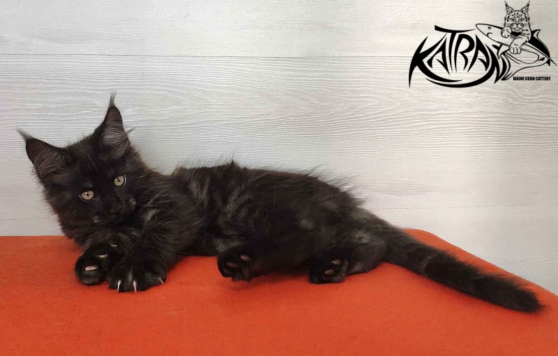 Katran Kolt - Kitten maine-coon 2 months