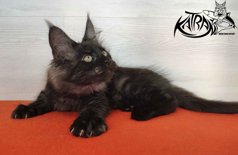 Katran Kolt - Kitten maine-coon 2 months