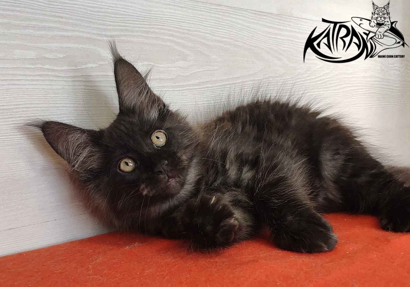 Katran Kolt - Kitten maine-coon 2 months